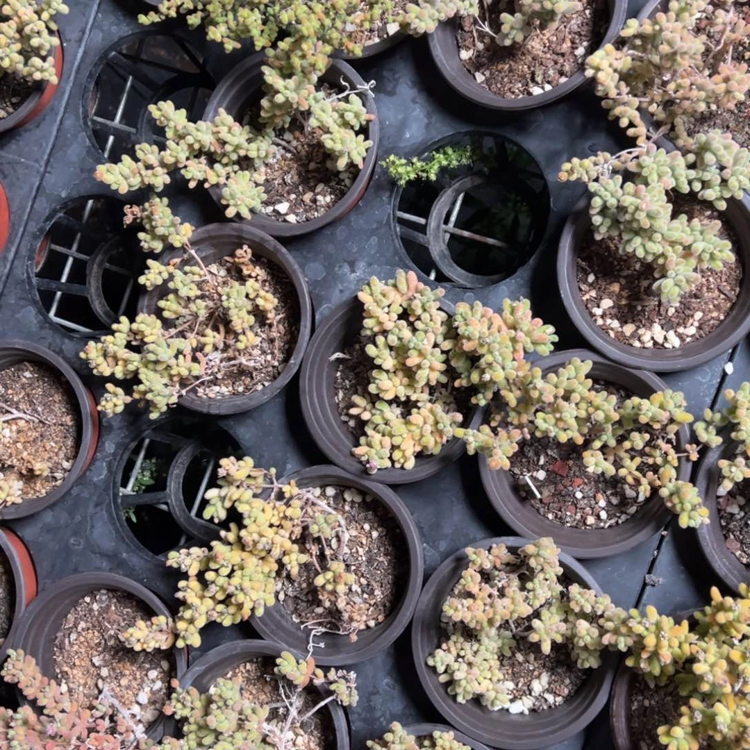 冰晶杂90杯老桩福利