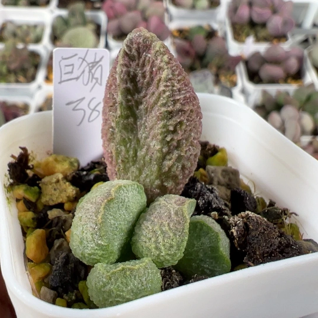 w巨猪宝多肉植物水泡