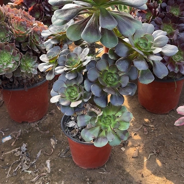 多肉植物圆叶灰法21