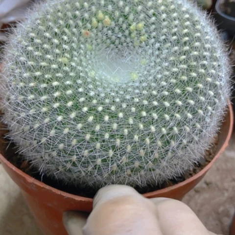 白雪光仙人球22米仙人球