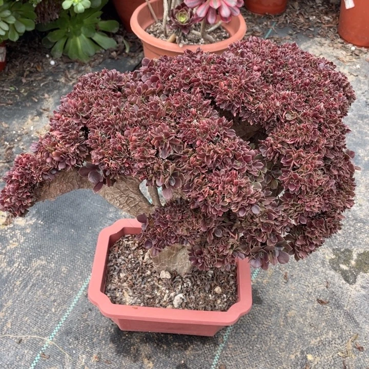 法师老桩缀化玫瑰