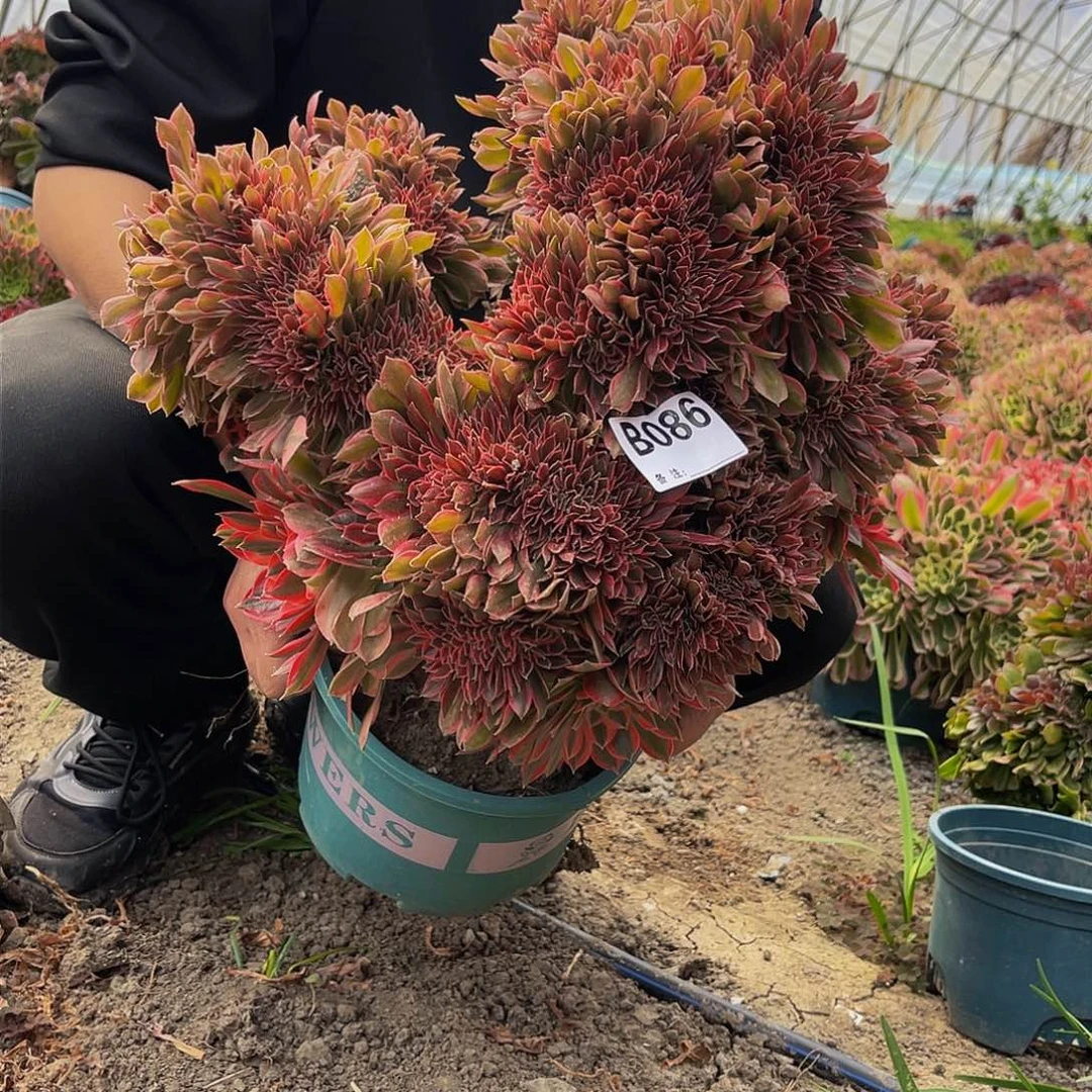 女神缀15-40包邮法师