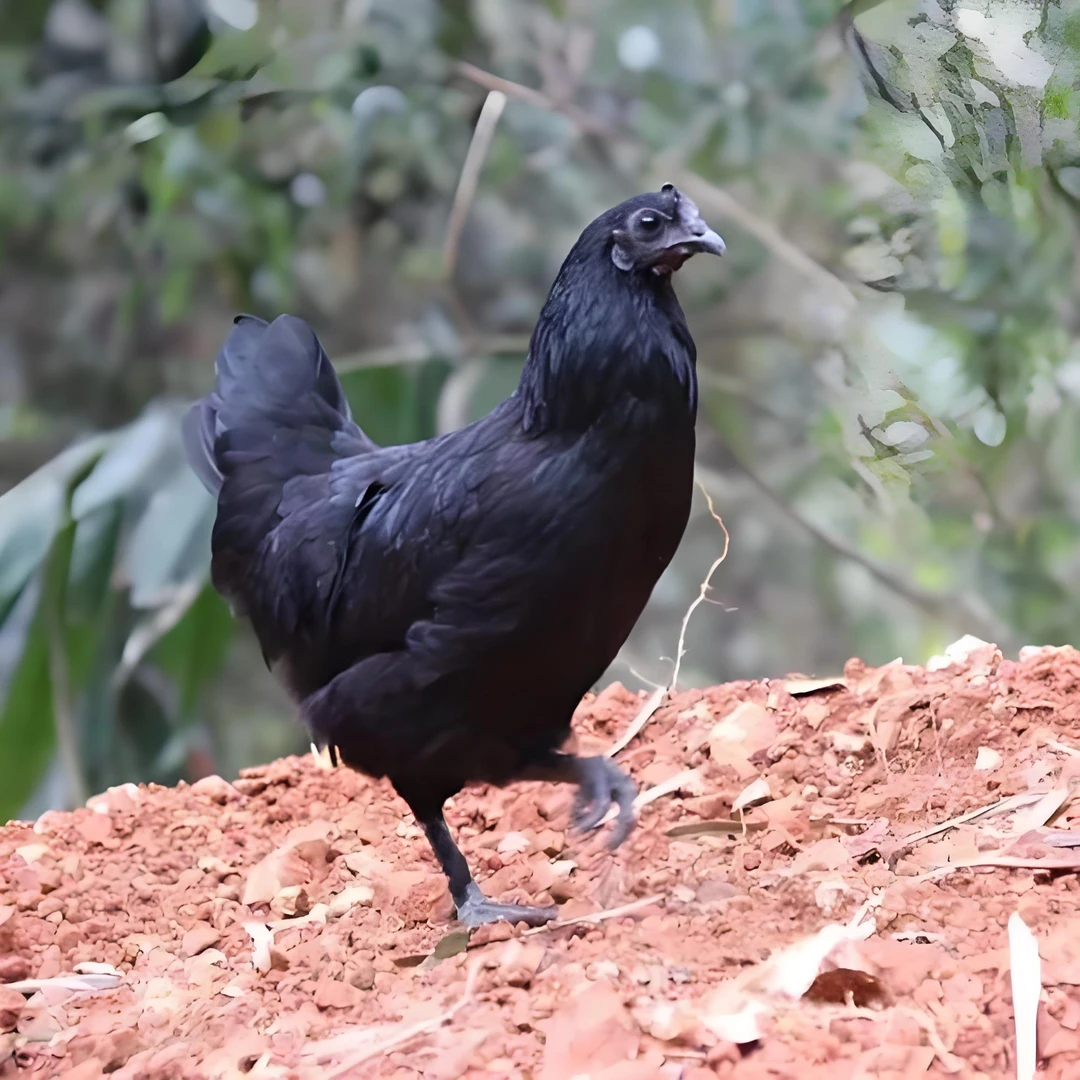 五黑母鸡（生鲜）不支持七天无理由退换 不支持拒收 宰杀后不退货