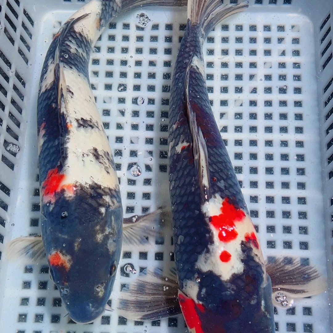 锦鲤锦鲤观赏鱼1111