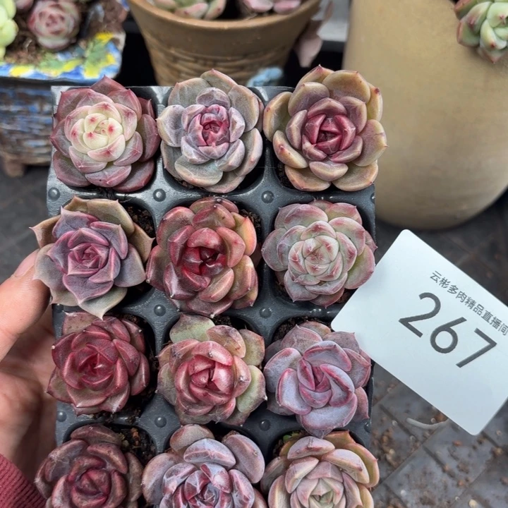 1***光267。