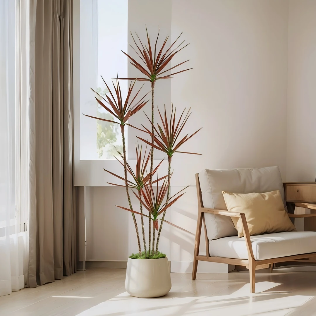 基地直发粉丝专属特价网红绿植七彩马尾铁千年木室内外