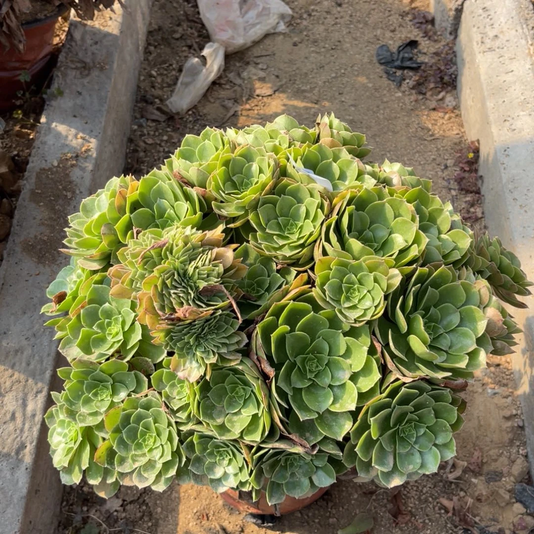 12-48圣罗兰掐心绣球多肉