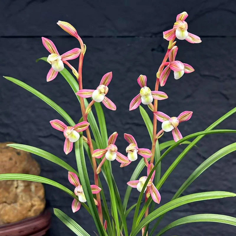 西施 稀少复色花 经典铭品 开花非常香 室内室外好养兰花