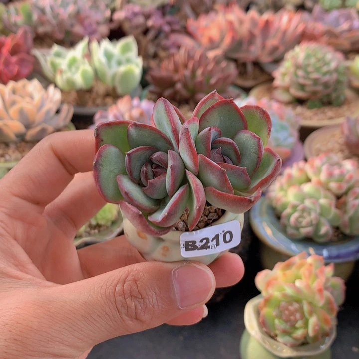 一物一拍含盆土满38包邮B210