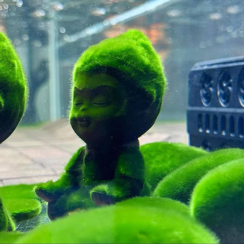 藻石短绒藻孢子引种长绒藻水藻兰寿鱼缸苏虾躲避屋造景绿地毯爆藻