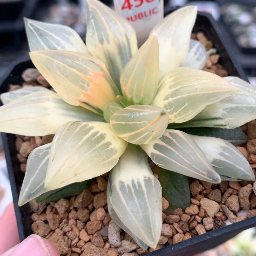 【闪购商品】458糊斑西瓜