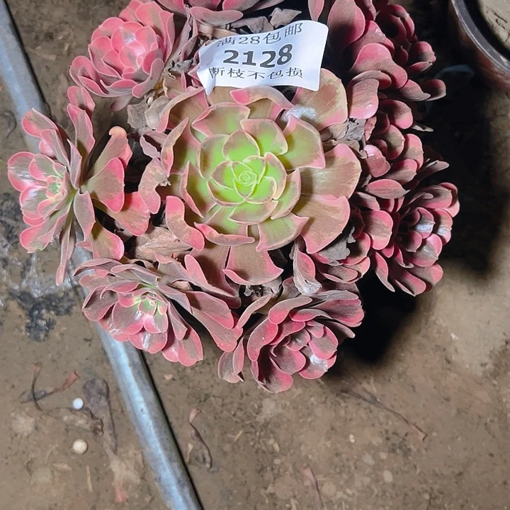 2128爱神多肉植物保护