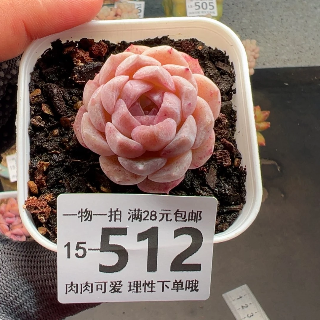 纯爱，多多肉多肉多肉多肉