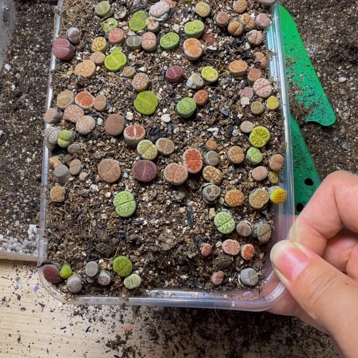 ᰔ***南多肉植物和植物的59