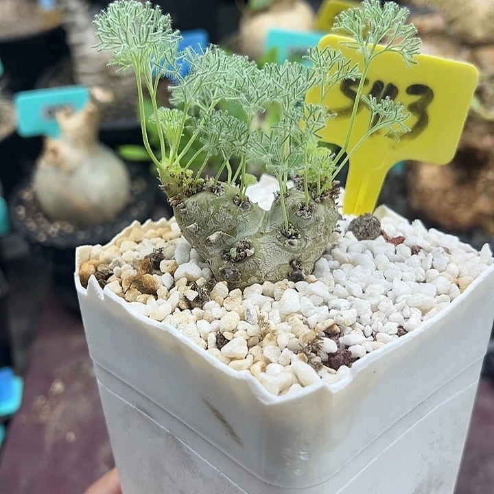 白皮月界多肉植物