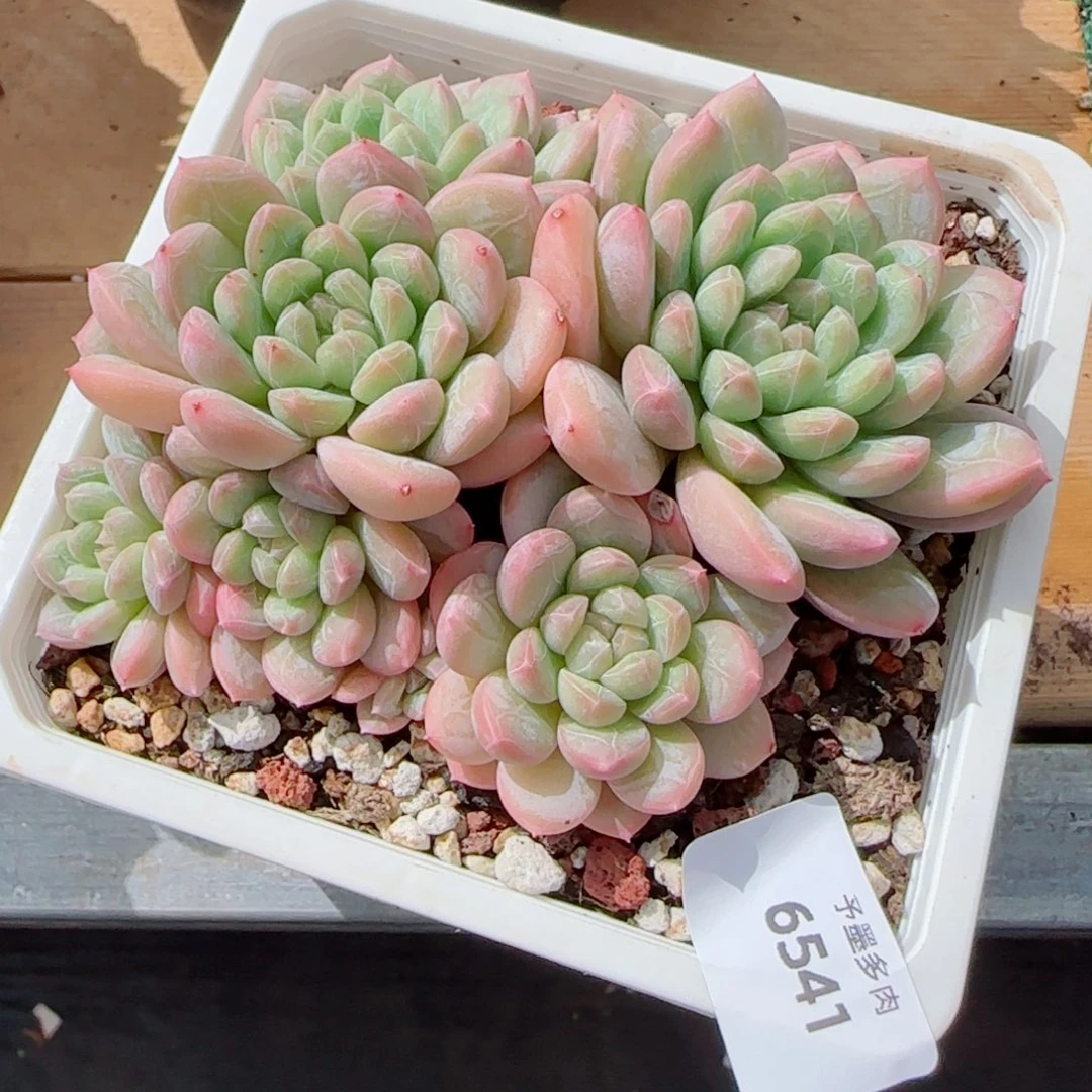 百达翡翠，6541多肉植物
