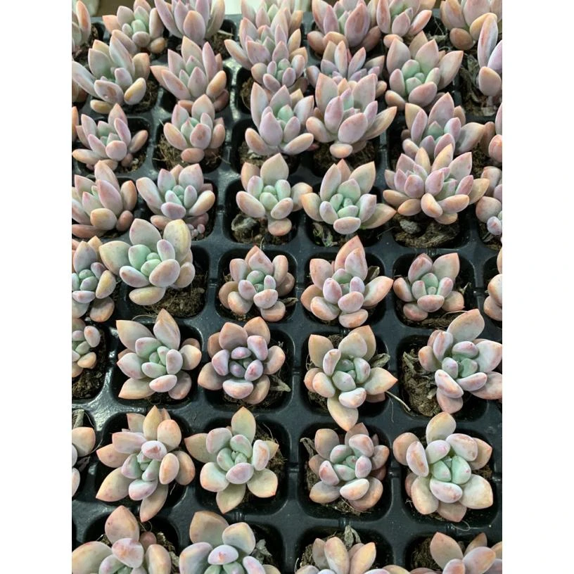 奥普琳娜  满10颗包邮 多肉单头带崽不带盆适合室内养殖