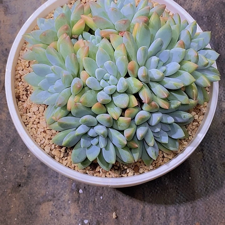 离***离奶糖多肉植物老桩