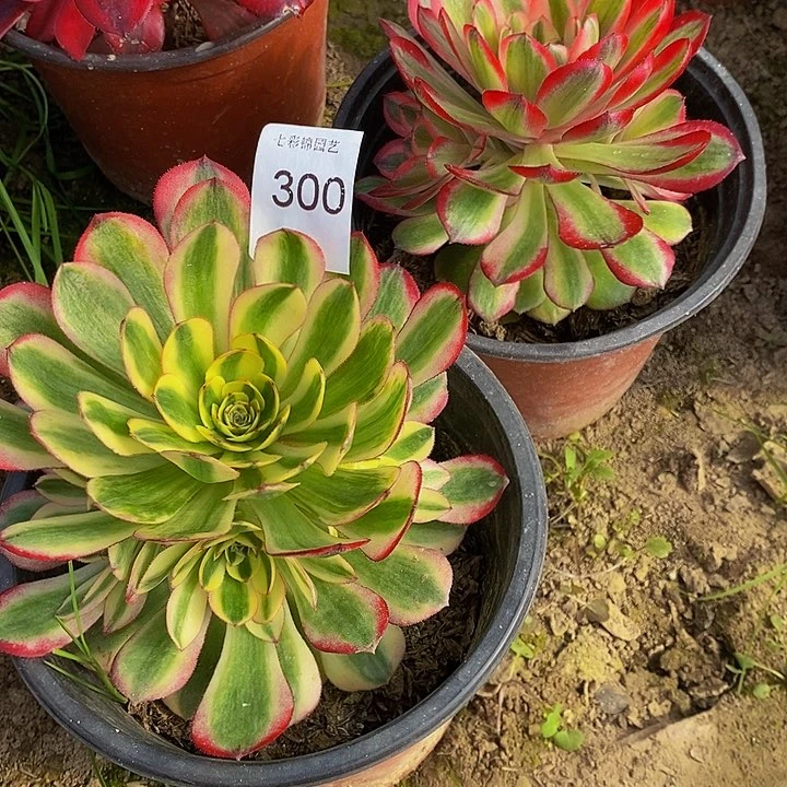 子*法师锦多肉组合300