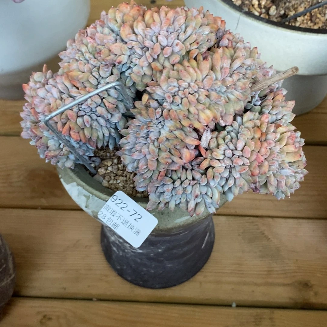 芝***糕72号多肉大群缀化