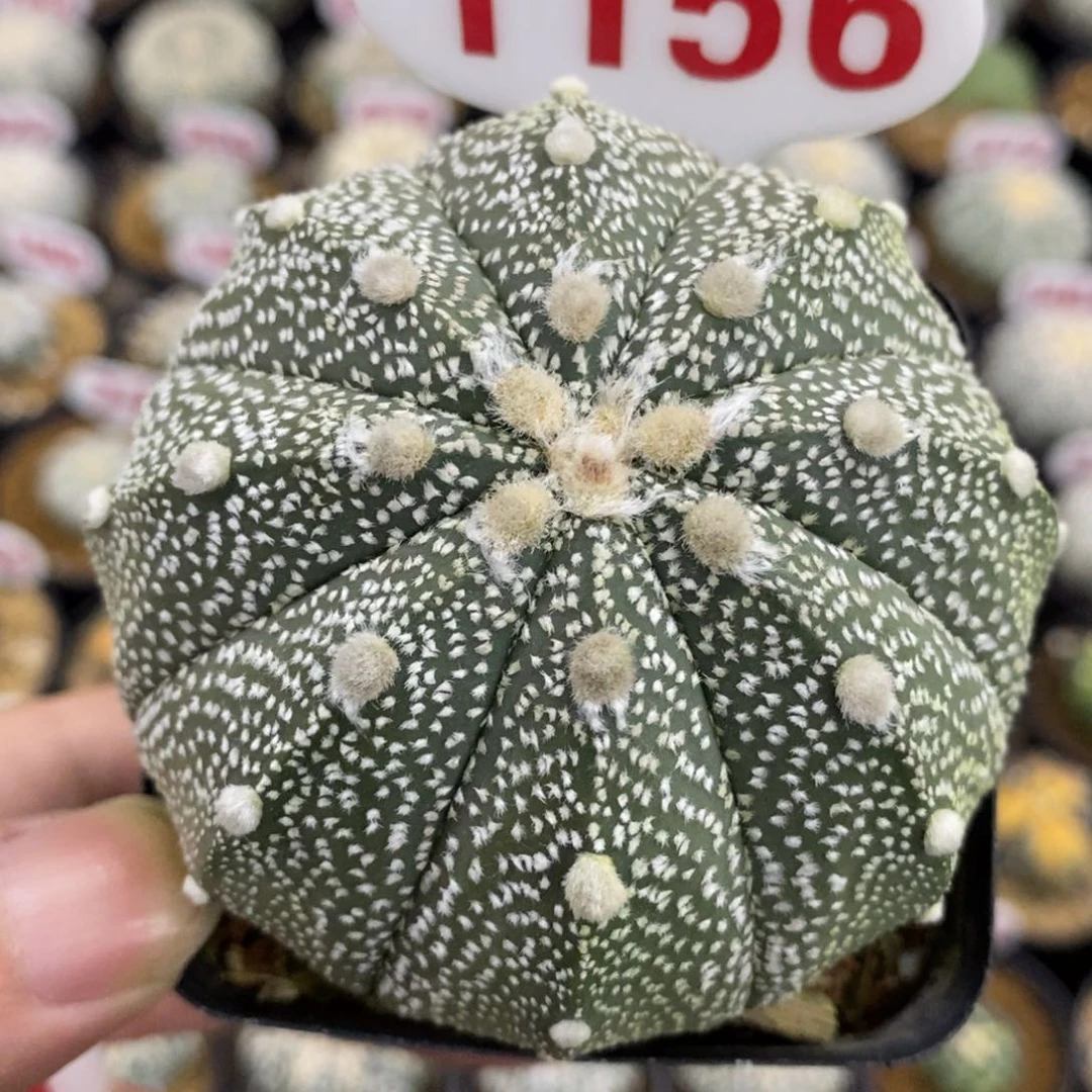 1156细雪鸾凤兜福利