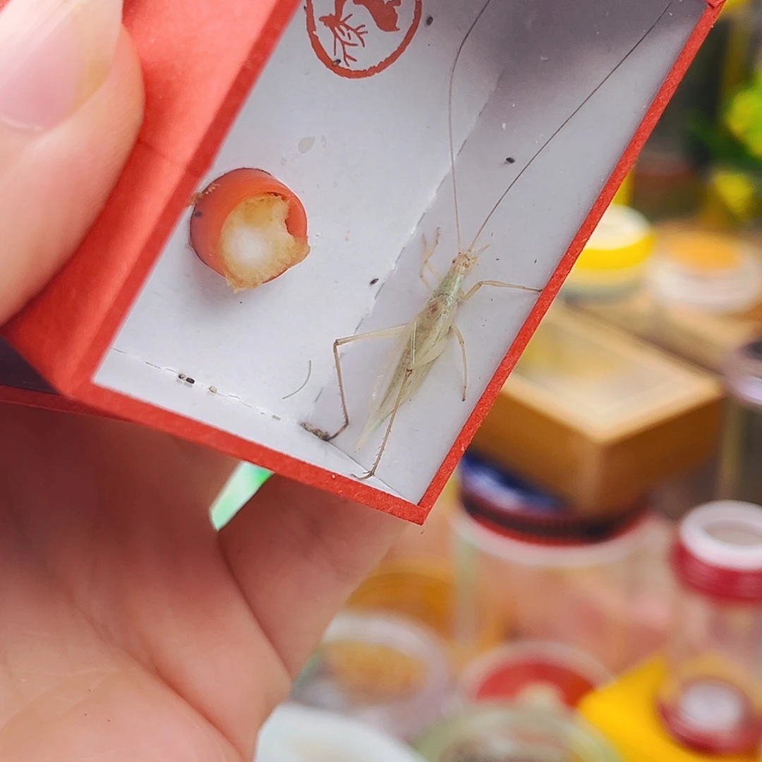 白竹拍拍拍拍拍拍拍