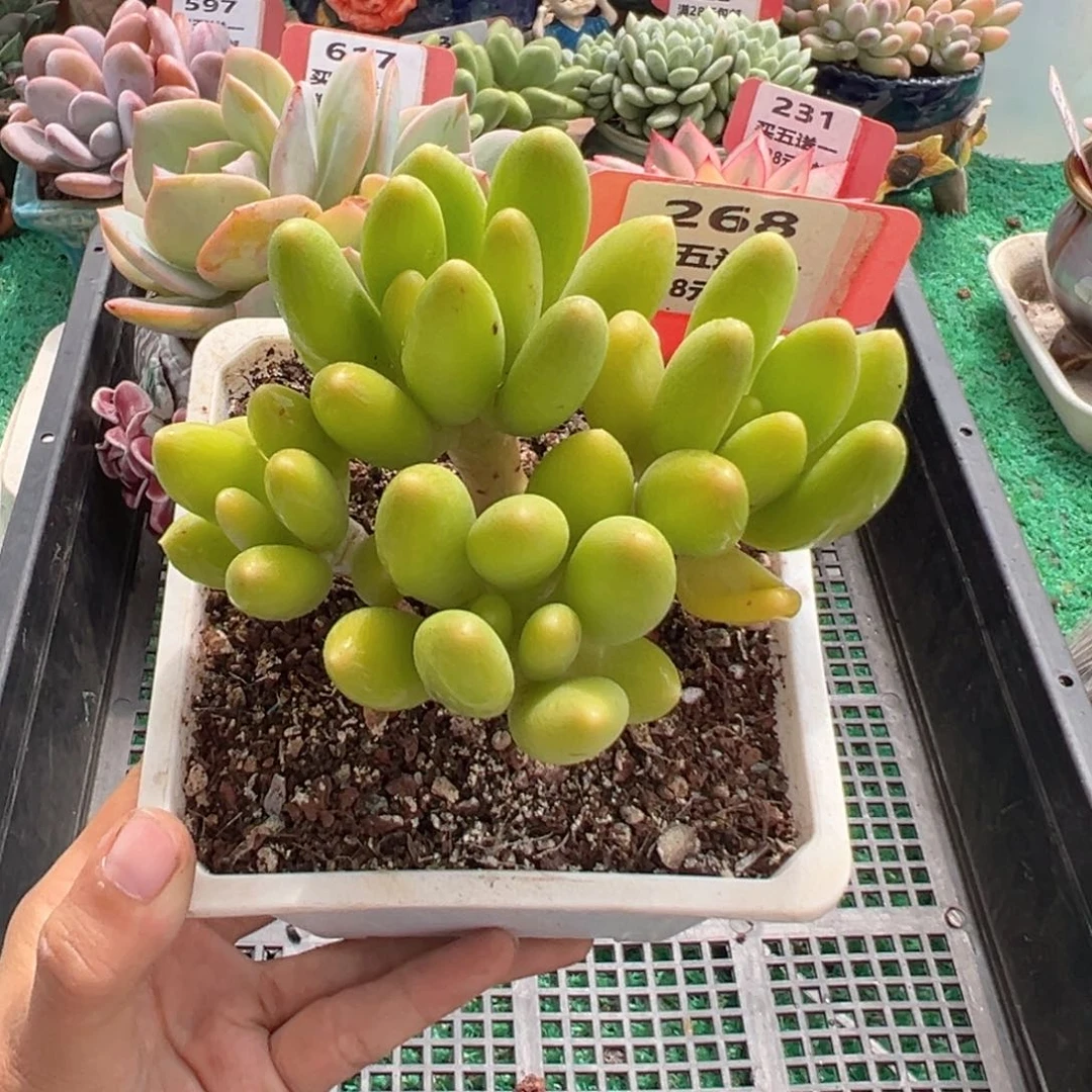 表妹精品多肉植物268.