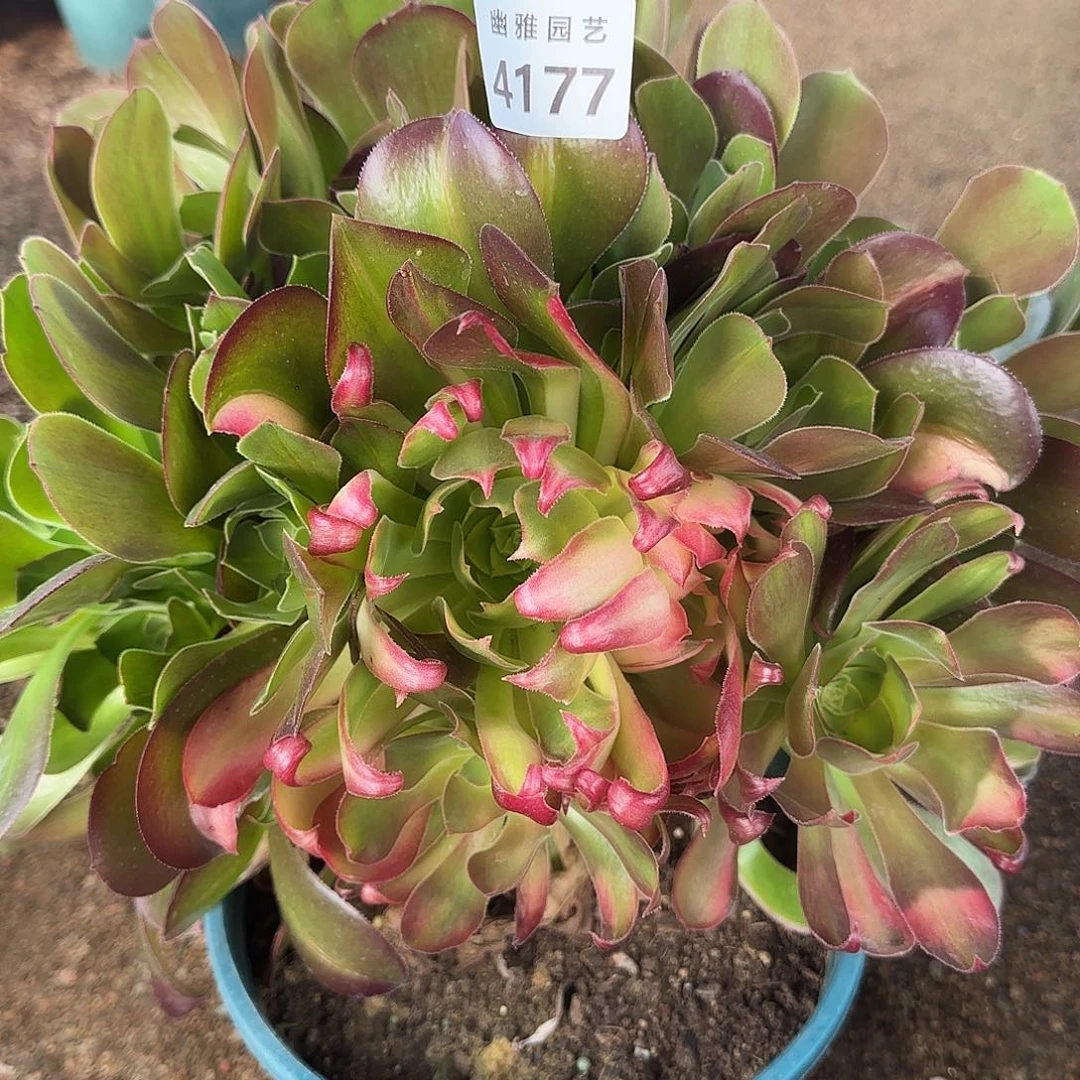 多肉植物雅典娜菊花头4177