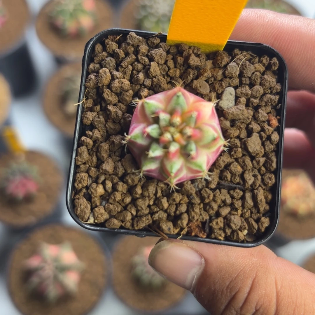 102-1216泰国发货多肉