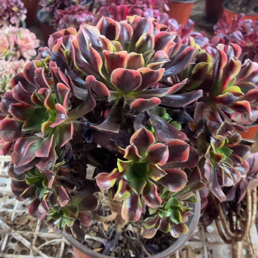 欧佳丽大颗20公分脱土