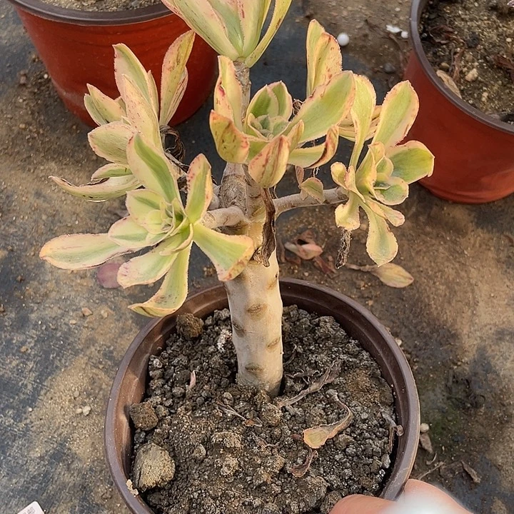 232艳资锦砍过多肉植物福利