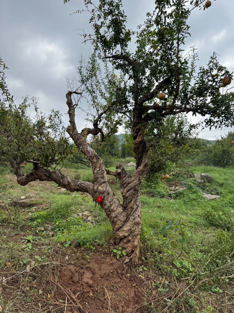 大红袍原生老桩甜石榴树80年左右树龄地栽盆栽都合适