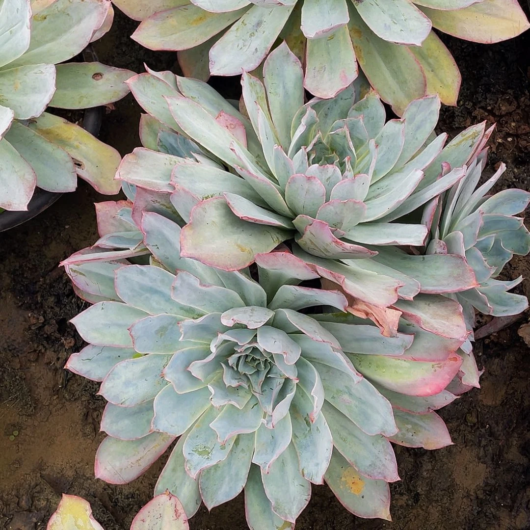 4头蓝光36.8多肉群生