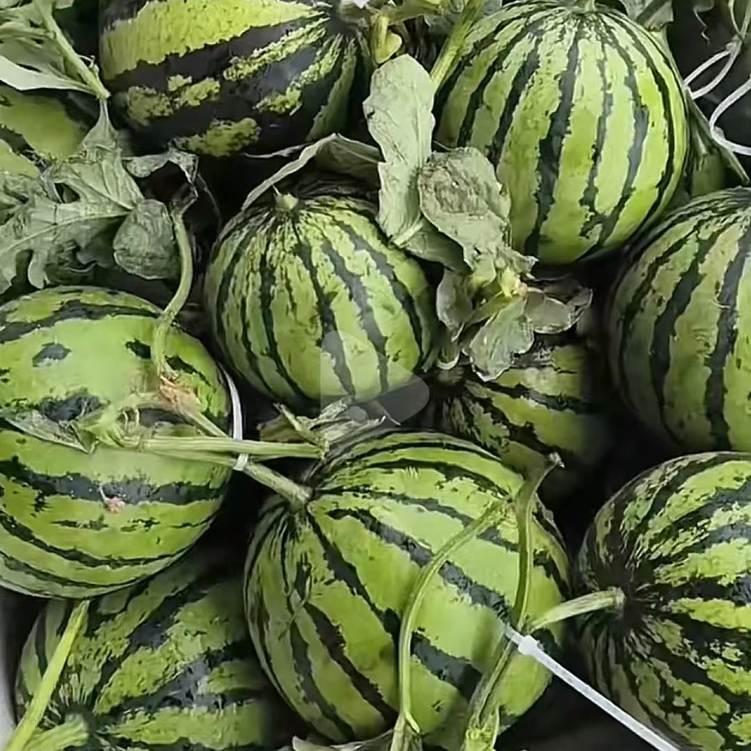 超甜薄皮无籽小西瓜种子四季种植适合阳台庭院盆栽