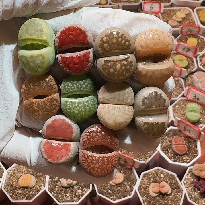 生石花2233:：。  36