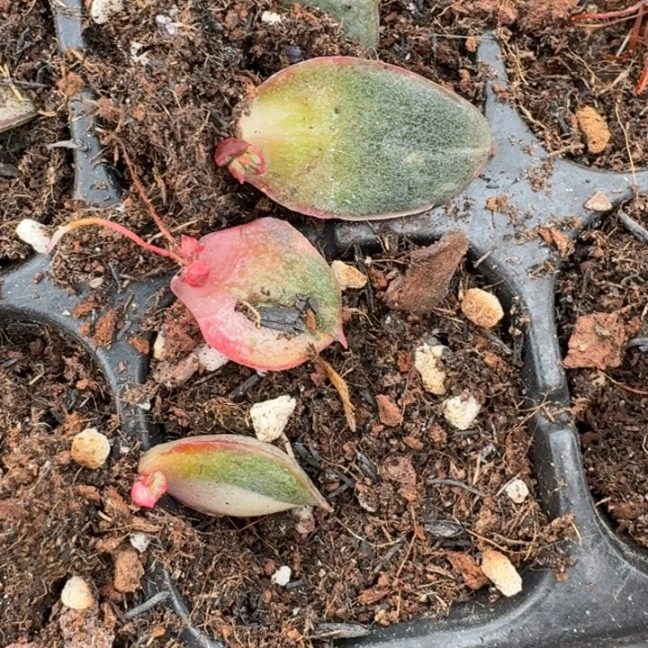 麒麟座锦一物一拍61