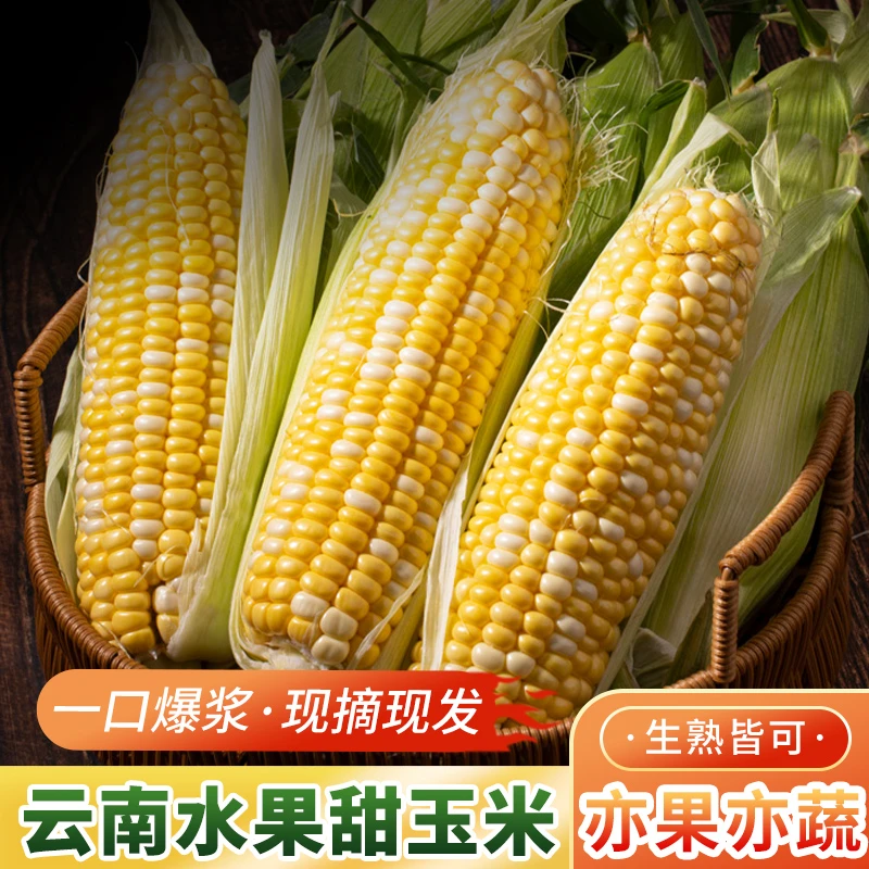 正宗云南水果玉米可生吃新鲜包谷3/5/8斤露天种植产地直发