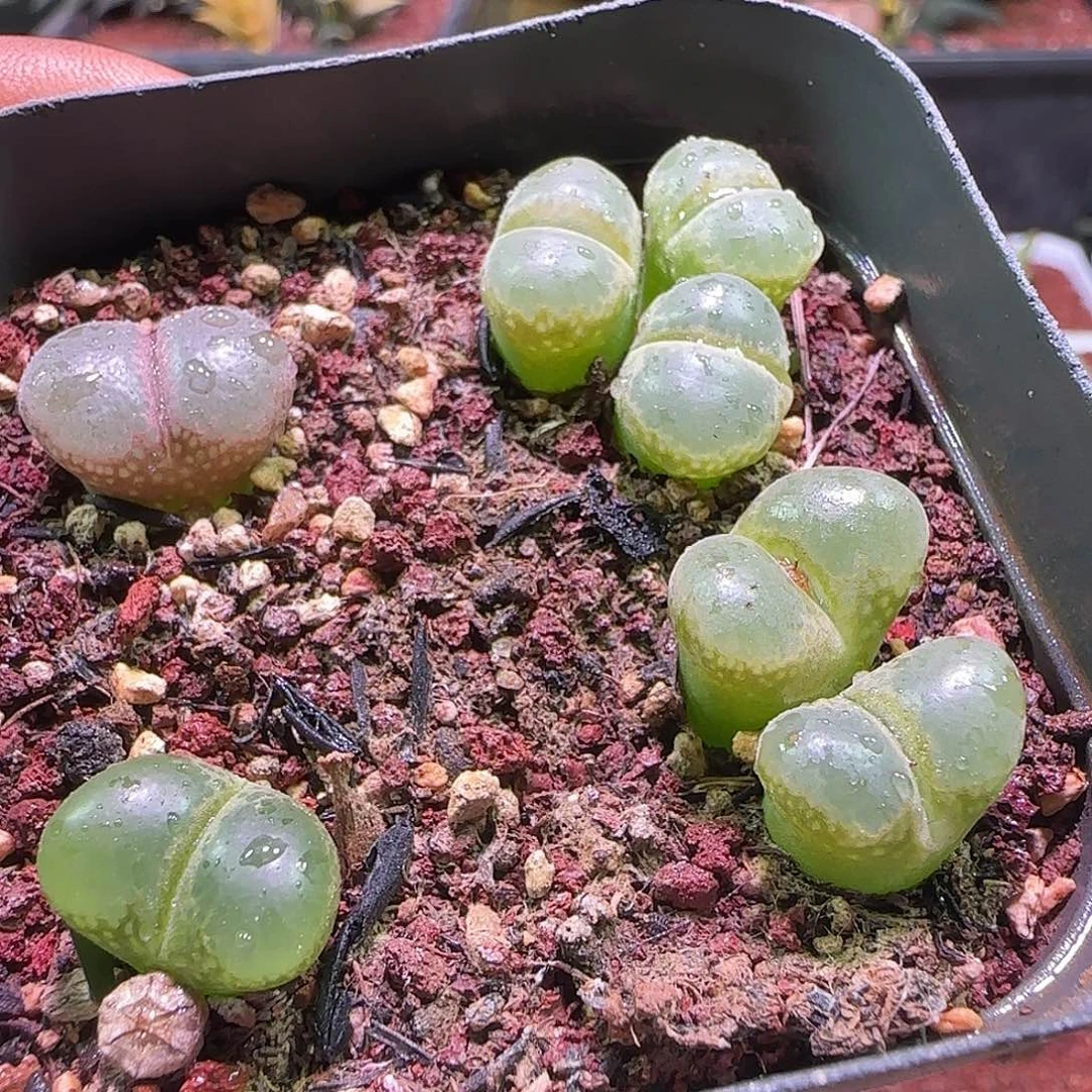 哈哈哈哈我真的。 392