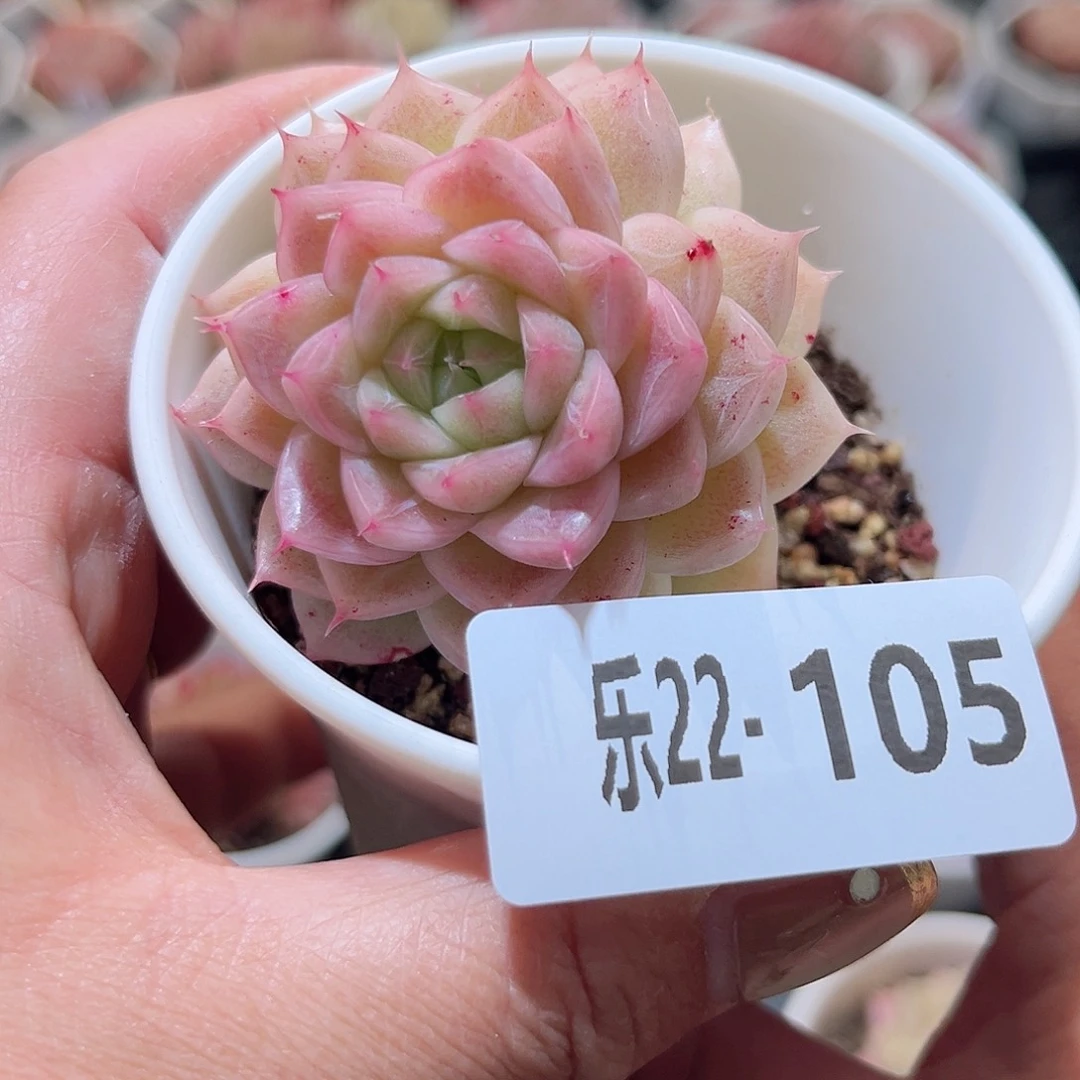 乐22-105 麦秆不包整