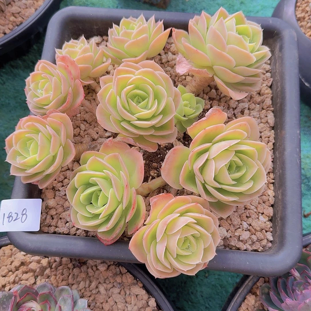 1828星那塔多肉植物