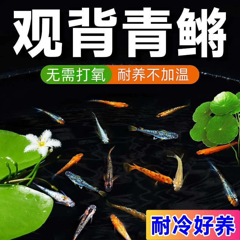 观背青鳉鱼小型冷水鱼不用加温打氧过滤活体运输迷你淡水观赏鱼