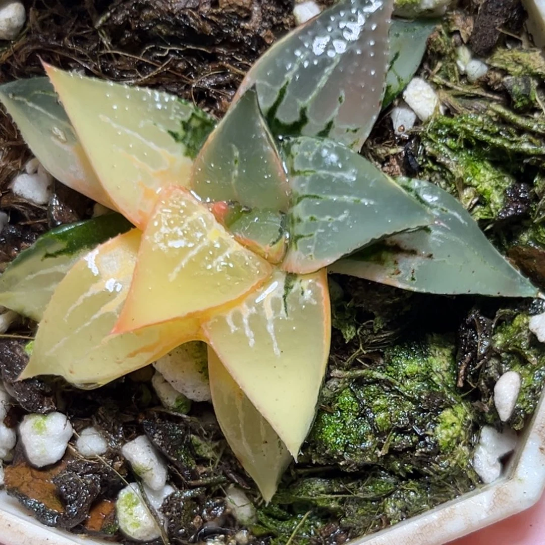 恭喜发财大吉大利0159