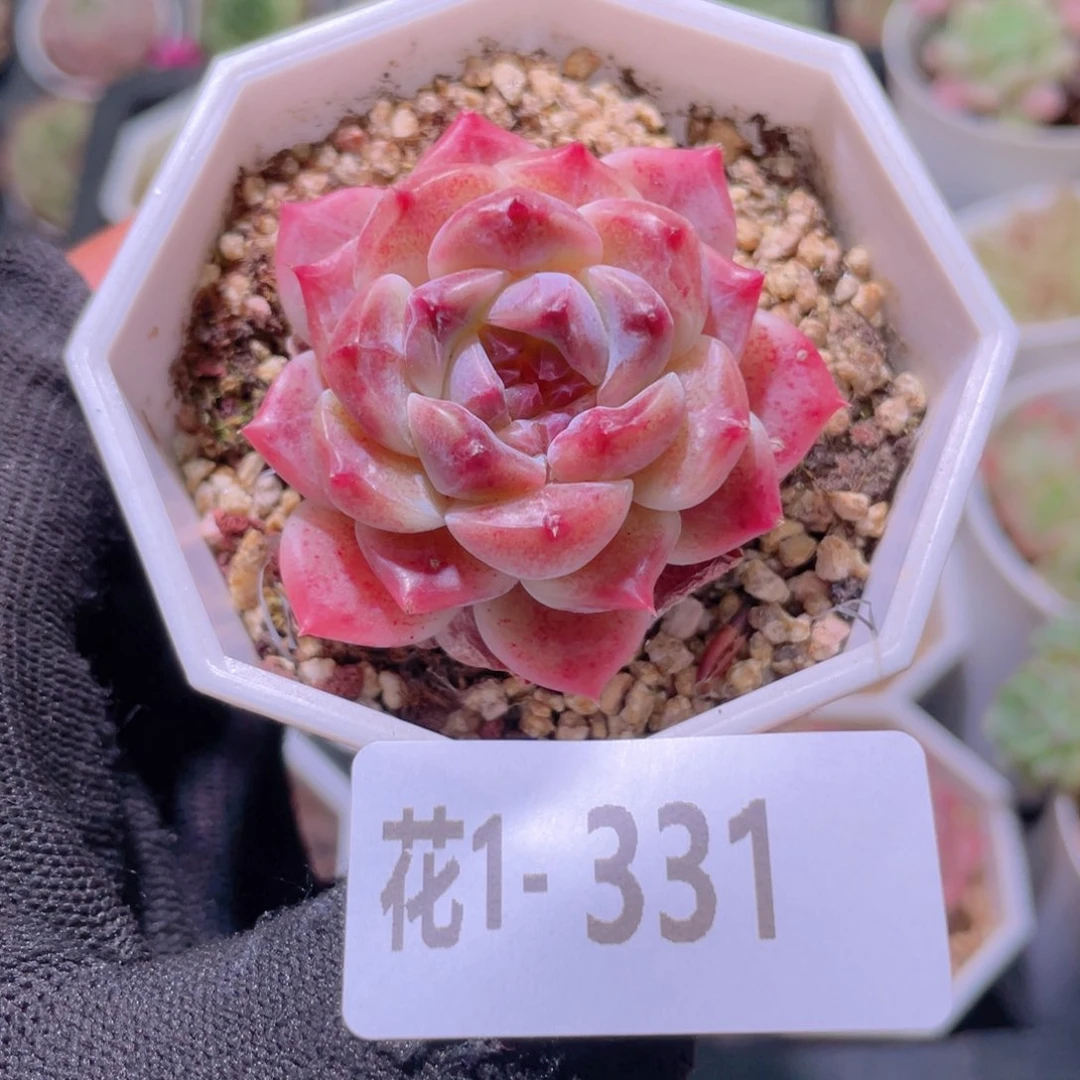 花利美1-331秘境冰魄