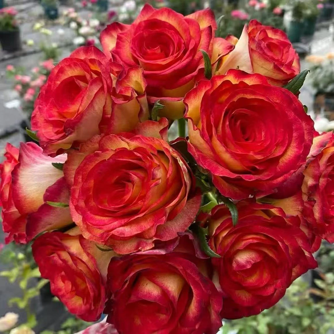 新品老虎 月季 花苗直立性大花浓香