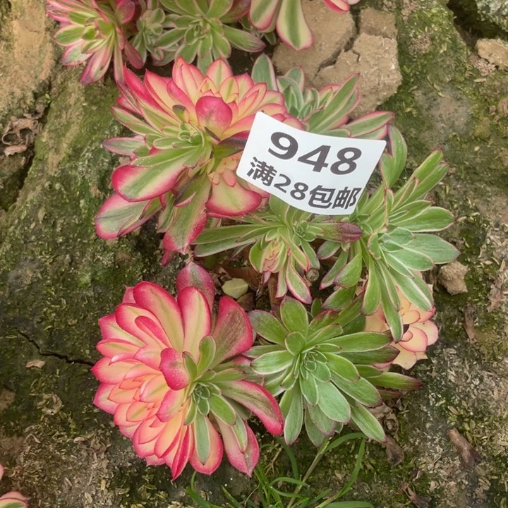 948二号棚倾城母本多肉E