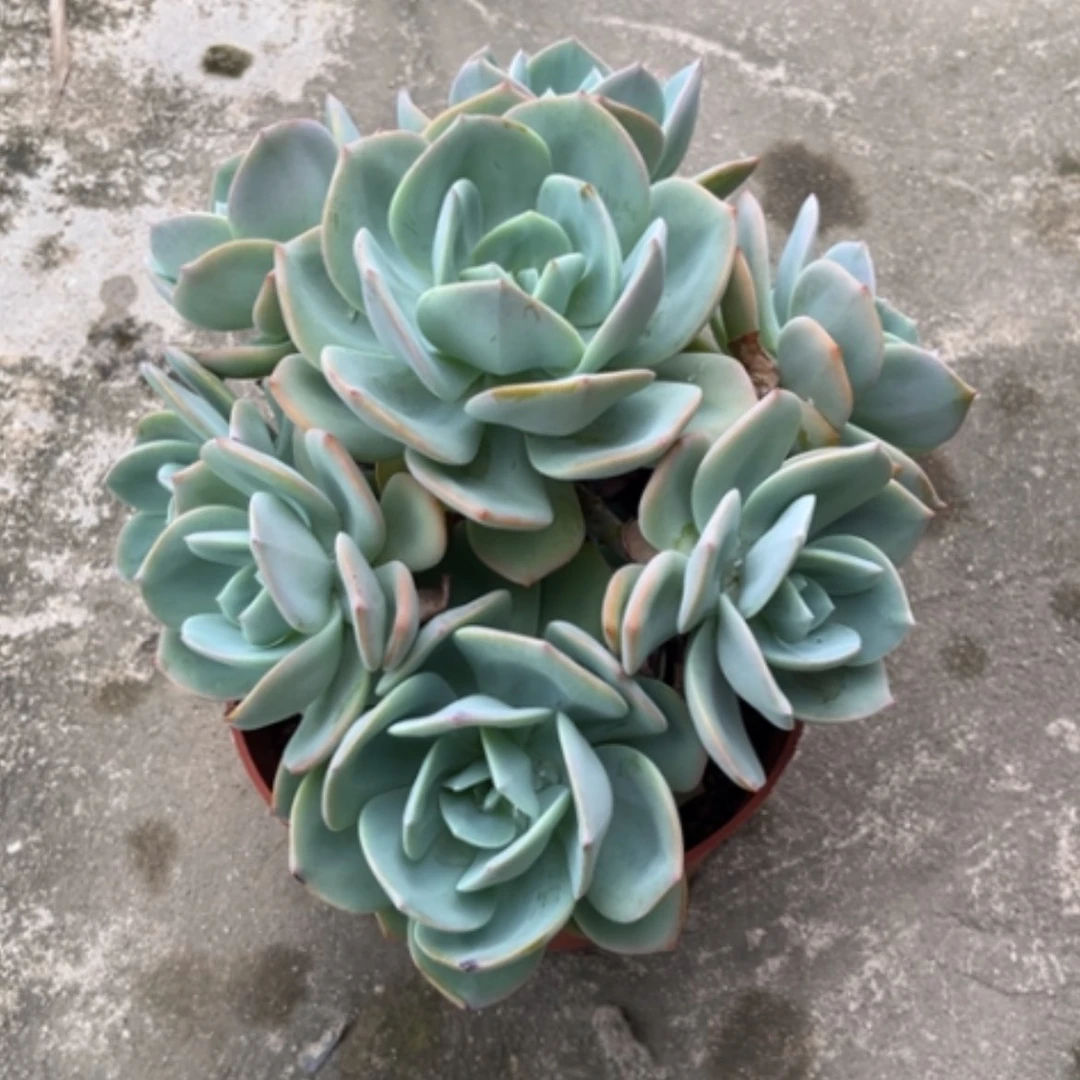 【闪购商品】无花朵