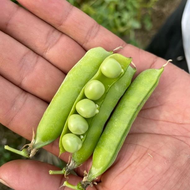 新鲜豌豆带壳青豆荚甜嫩农家当季现摘