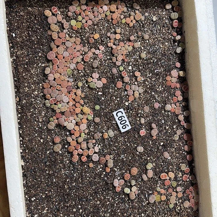 生606石花整框脱土发货不售后