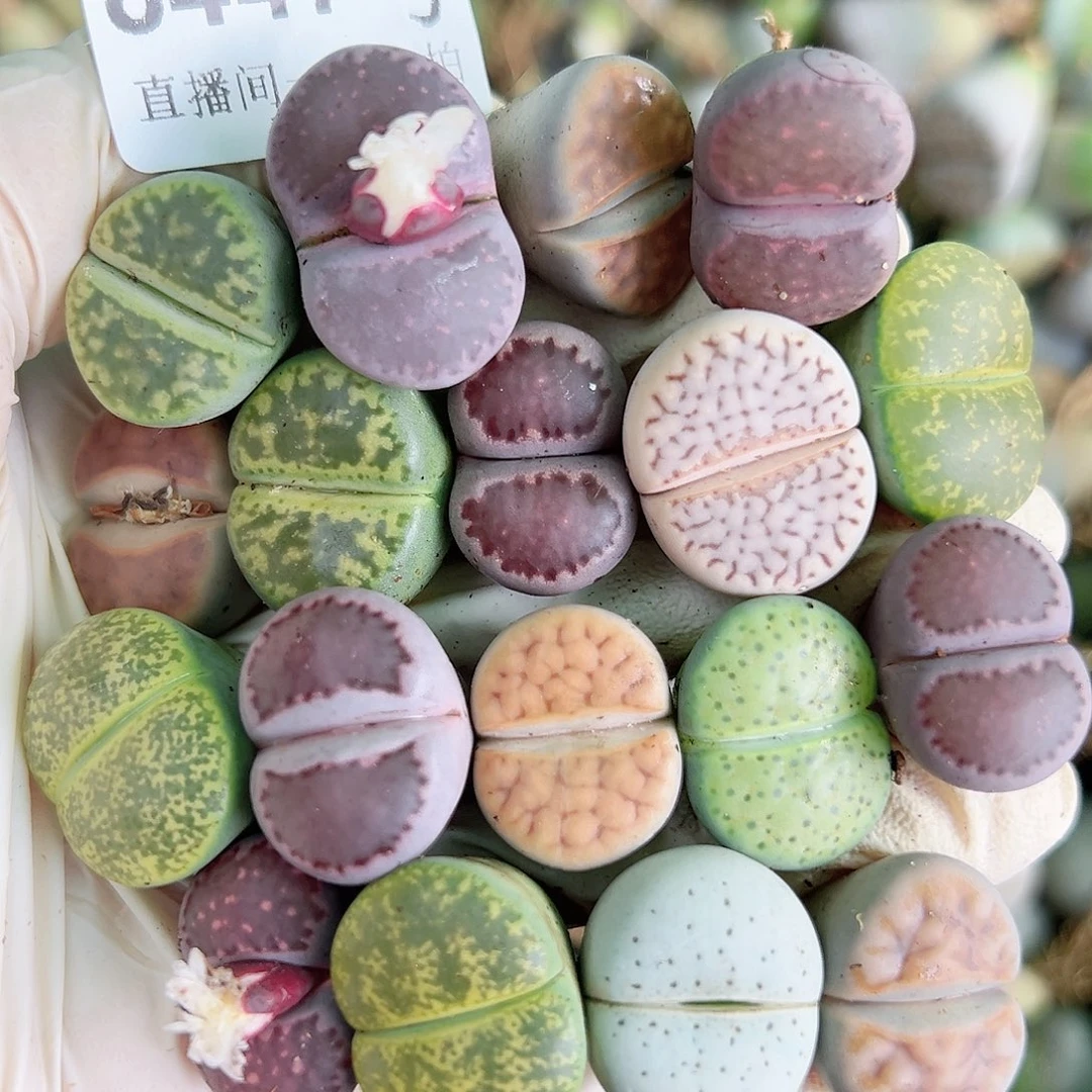 8447 好养易活生石花大母本18个