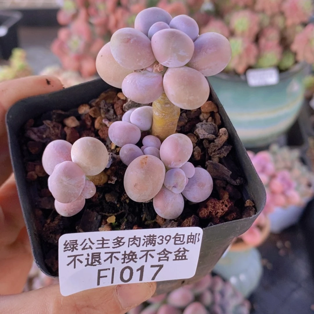 橙奶5cm1017多肉植物